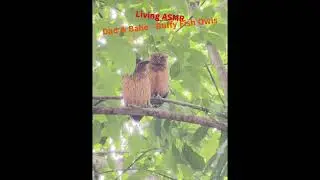 Living ASMR - Dad and Babe - Buffy Fish Owls #birds #nature #owls #wildlife #birdwatching #birdlife
