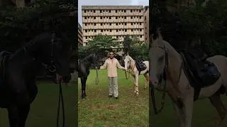 Introducing Horse riding classes in Mumbai by prehistoric_equine_society contact:9769944944
