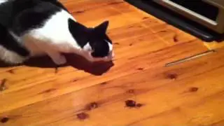 Cat kills cockroach