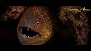 Yellowmargin Moray Eeel (Gymnothorax flavimarginatus) (breathing mechanism)