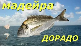 трофей Дорадо. Мадейра. Fisher Online