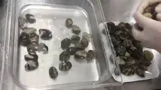 ORVED Linea Cuisson Pulizia cozze