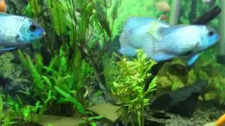 Наннакара неоновая Nannacara neon blue hybrid содержание