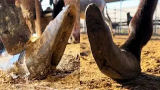 张卜修蹄、整圈裹脚太难整！ 驴脚半尺多长厚脚底，哺乳期母驴四蹄不稳，脚心年久失修臭味十足，一片片切下修成金莲脚，毛驴健步如飞！#三农 #抖音新农人 #农村生活 #毛驴修蹄 #新农人计划2025
