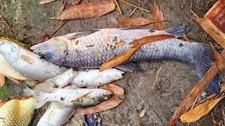 Fish Dying in Pond | Why Fish Die in Indian Ponds ? Fish Death Problem and Reason in Bangladesh