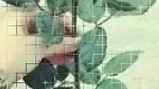 NAVO, UZ Music