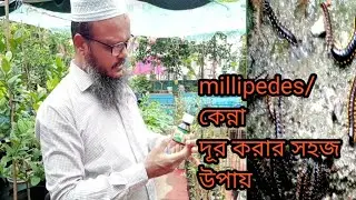 বর্ষায় ছাদবাগানে বিরক্তিকর  কেন্না/কিড়া/Millipedes সমস‍্যার সহজ সমাধান জেনে নিন।