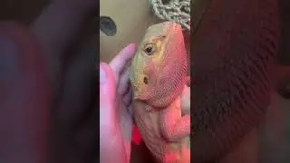 Say hi to jeffy