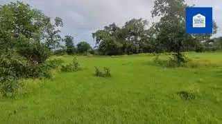 100 ACRE AGRICULTURE LAND FOR SALE @DAPOLI  BEST FOR 🏚️RESORT 🏡FARM HOUSE CONTACT US ON 7977082882