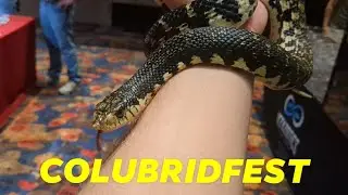 COLUBRIDFEST! More than just a Reptile Expo!
