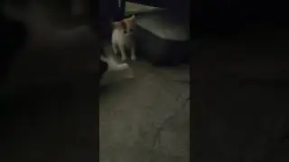 cats gone be speaking spanish #kitten #cat #cutecat