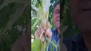 Susam Faydaları nelerdir Tahinin faydaları nelerdir Tahin neye iyi gelir