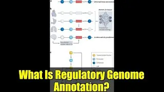 What Is Regulatory Genome Annotation? | Functional Genomics Explained