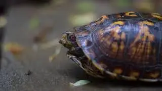 Nature Preschool at Woodend: Connecting Children with Nature