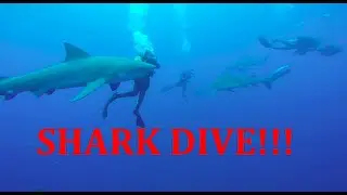 Shark Dive at Palm Beach, FL