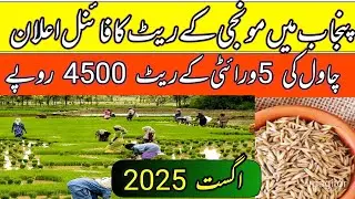 New munji price in Punjab pakistan 2025/dhan rates updates today/local farmers