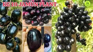Kg 10 Jamun Grafting Plant Video || Best Variety Black Jamun ,Contact(7319025592) 