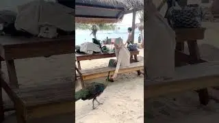 🦚🦚 #pantai #merak #peacock