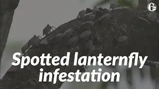 Scent detection dogs could play large role in fighting spotted lanternfly infestation