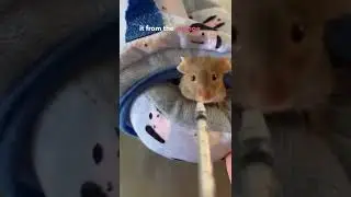 How to care for a sick mouse (Coco has a terminal tumour) 😢🐭 #shorts
