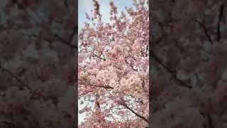 Cherry Blossom Trees in full Bloom