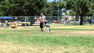 Disc Dogs of the Golden Gate at Sac Banana Fest - 6