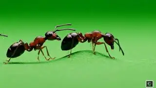 🐜 VFX Green Screen Ants &ndash; FREE GREEN SCREEN