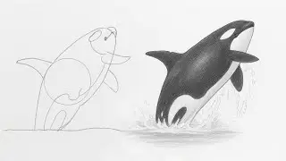 How to draw a killer whale jumping out of water