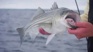 Cape Cod Striped Bass on Topwater & Swimbaits
