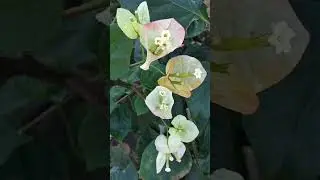 Nhạc 🥰 hạnh Võ 