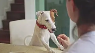 Pet Food and Treats: A Guide for Pet Owners