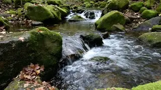 Water Sounds for Sleep or Focus 🍃 Soft Running Water in Quiet Woodland