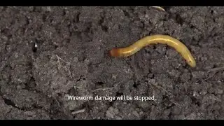 New Mode of Action on Wireworms