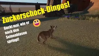Das Dingo-Silvester! (ohne Feuerwerk) / Planet Zoo / Franchise / S1-F6