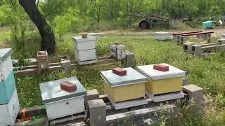 Mesquite Honey Is Flowing! Adding more Honey supers