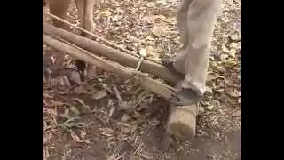 Subhash Sharma Ji on Organic Farming Trench Formation and multicrop system