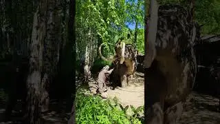 A Prehistorical Mammoth at the Stone age exhibition in JURAPARK Bałt&oacute;w #4k