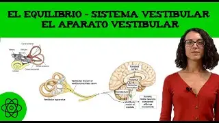 El equilibrio 🤸&zwj;♀️ Sistema vestibular: el aparato vestibular