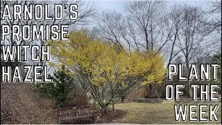 Arnold's Promise Witch Hazel - Hamamelis x intermedia | Joshua's Garden