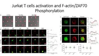 Jurkat T cells activation and F-Actin/ZAP70 Phosphorylation #Code: 759