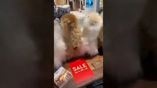 These alpaca&rsquo;s 🦙 are more than just cute #alpaca #cute #foryou #fyp #foryoupage