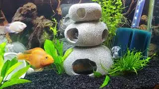 My blue polar convict parrot fish lay eggs