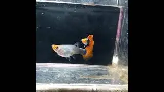 Como criar guppy - Casal Lebiste (Guppy) cria&ccedil;&atilde;o em Sert&atilde;ozinho / SP - Lebiste Brasil