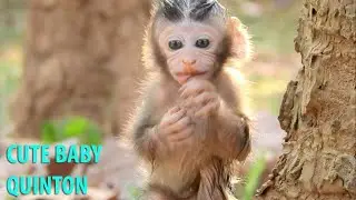 Very Cute Baby Quinton Look Very Handsome & Enjoy Playing Alone|Lovely Newborn Baby Quinton