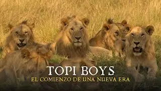 El Comienzo de una Nueva Era | Los TOPI BOYS #documental nature #viral #lion #animal