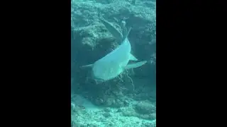 Diving Jupiter FL 122925