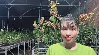 Live tối 1/2 Chốt nhanh nghỉ Tết bà con ơi