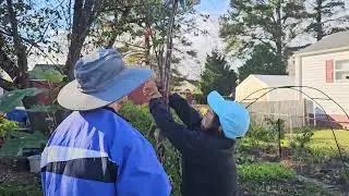 Training the climbing rose