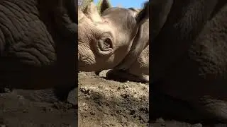 Rhino plays in the mud at Oregon Zoo
