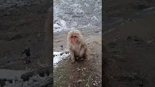 SNOW MONKEYS AT JIGOKUDANI | WALK&SEE #Japan #JoandSee #SnowMonkeys